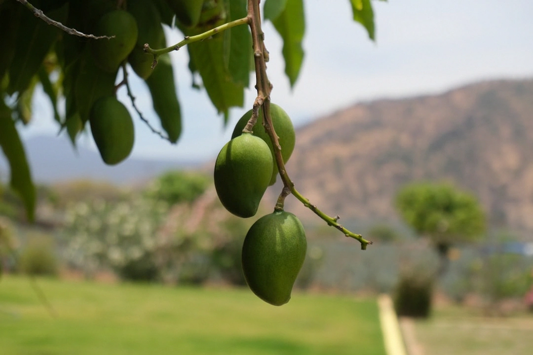 엑스트라 버진 올리브 오일과 아보카도, 견과류 사진